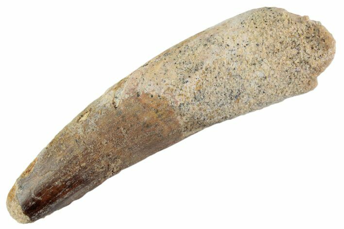 Fossil Spinosaurus Tooth - Feeding Worn Tooth #368030